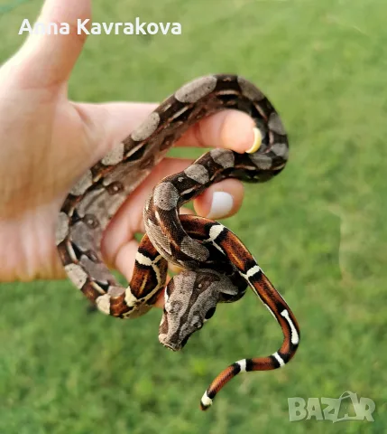 Boa constrictor imperator /боа/змия, снимка 5 - Змии - 55589778
