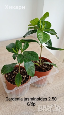 Гардения издънки Gardenia jasminoides, снимка 2 - Стайни растения - 54787978