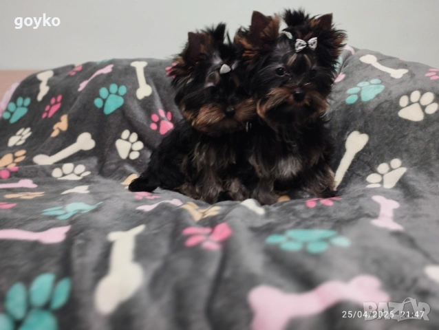 йоркширски териер, снимка 3 - Йоркширски териер - 54314938