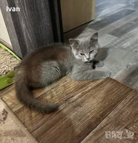 Британски котенца, снимка 7 - Британска късокосместа - 55212695