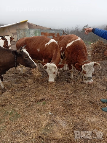 Продавам четири крави и четири телета,, снимка 4 - За селскостопански - 54122735