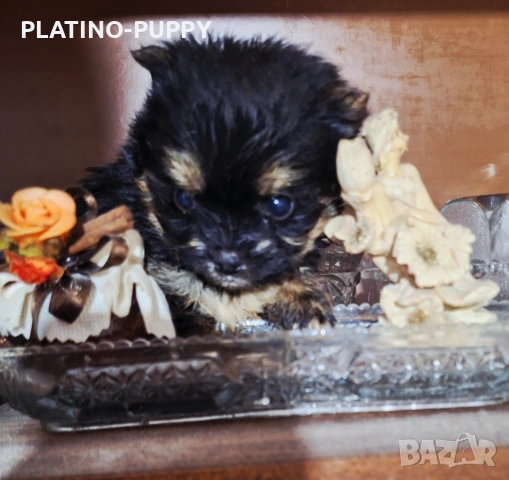 Чихуахуа мини дългокосмести, снимка 5 - Чихуахуа - 54199907