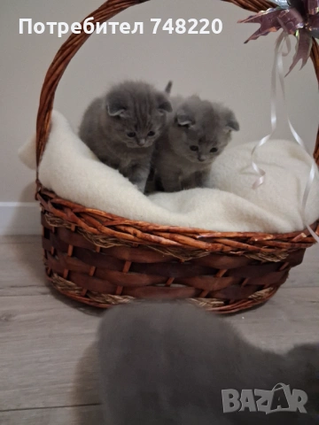 Шотландски клепоухи котета, снимка 3 - Други - 54306641