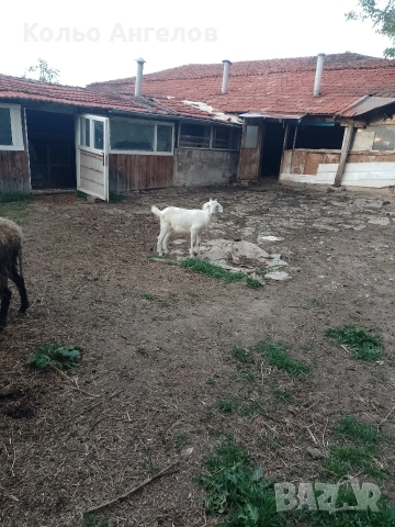 продавам две ярета, снимка 2 - Кози - 54548577