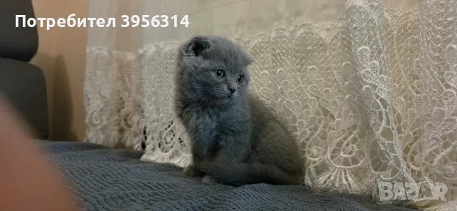 British Shorthair 61 дена