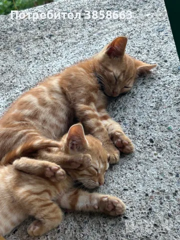 Осинови котенца 
