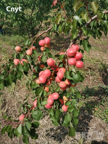 Продавам кайсии на едро 