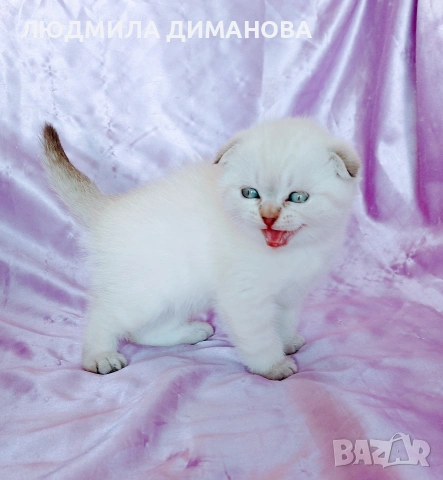 Шотландско мъжко Скоттиш Фолд , снимка 7 - Британска късокосместа - 54341227