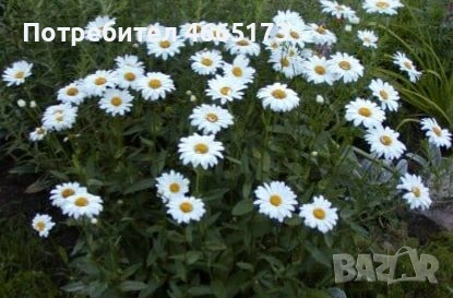 Бяла Маргарита, снимка 3 - Градински цветя и растения - 54268421