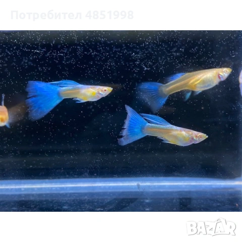 Гупи Синя Московска и Blue Topaz