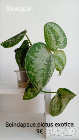 Сциндапсус Scindapsus pictus exotica