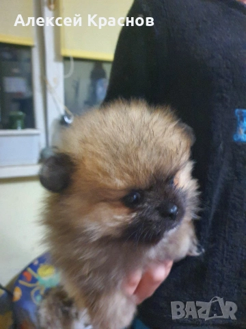 готини момчета, снимка 5 - Померан - 54270240