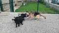 🐶 Продавам прекрасни кученца! 🐶  Търсят своя нов, любящ дом! ❤️  Малки, здрави, игриви, снимка 7
