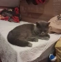 Двугодишна британска късокосместа котка, снимка 1