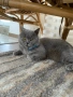 Британска котка, снимка 1