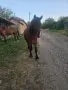 Продава се ! Много кротък , снимка 1