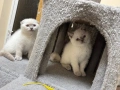 Шотландски късокосмести котенца, снимка 3