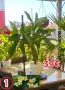 🌸 Плумерия (Frangipani) – Изберете си растение 🌸, снимка 1