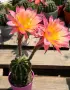 Цъфтящи Кактуси Echinopsis Hybrid омбре преливащи се цветове , снимка 4