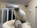 Шотландски късокосмести котки, снимка 1
