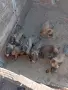 Белгийска овчарка Малинуа , снимка 4