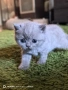 британски късокосмести Лилави , снимка 5