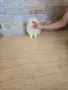 Мини Померан момче , снимка 3