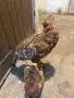 Продавам препариран глухар, снимка 3