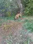 Malinova Belgiska Ovcarka, снимка 8