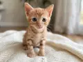 Подаряват се котенца, снимка 1