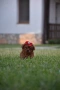 Той пудел Toy poodle, снимка 2
