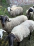 Продавам Овце и Овне, снимка 3