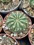 Кактус  Matucana Polzii, снимка 8