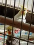 Папагали Корела , снимка 3