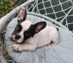 Френски   булдог , снимка 10
