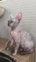 Котенца донски сфинкс, снимка 4