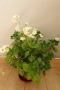 Каланхое, Kalanchoe sp., форма с бели цветове, снимка 1