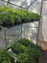 Разсад домати Нови Искър, снимка 2