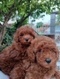 Pudel toy/Пудел той, снимка 1