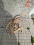Корени за аквариум и терариум , снимка 3