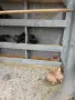Ростовски гълаби, снимка 1