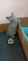 Котенца, снимка 1