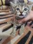 Подарявам котенца, снимка 7