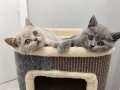 късокосмести Британчета. , снимка 3