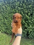 Мини пудели / Mini Poodles, снимка 5