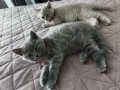 късокосмести Британчета. , снимка 4