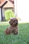 Той пудел Toy poodle, снимка 11