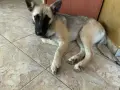 Белгийски овчарки, снимка 5
