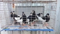 Продавам гълъби Ямболски Акмани , снимка 2