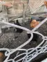 петли от породите Амрок, Съсекс, Черен Мед Маран Катунски сьомгови Орпингтон Зибрайт и още други, снимка 3